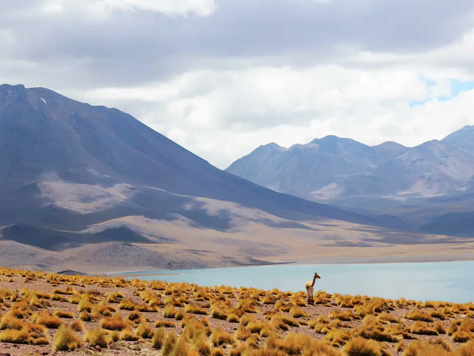 Happy business team reviewing strategy documents